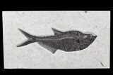 Fossil Fish (Diplomystus) - Inch Layer, Green River Formation #107875-1